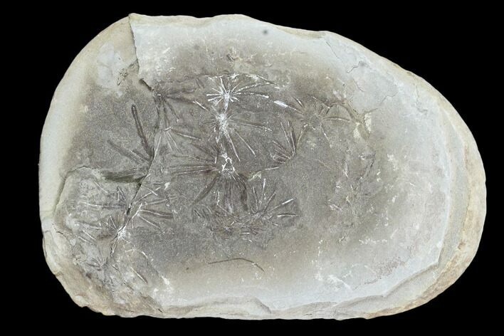 Annularia Fern Fossil (Pos/Neg) - Mazon Creek #104319